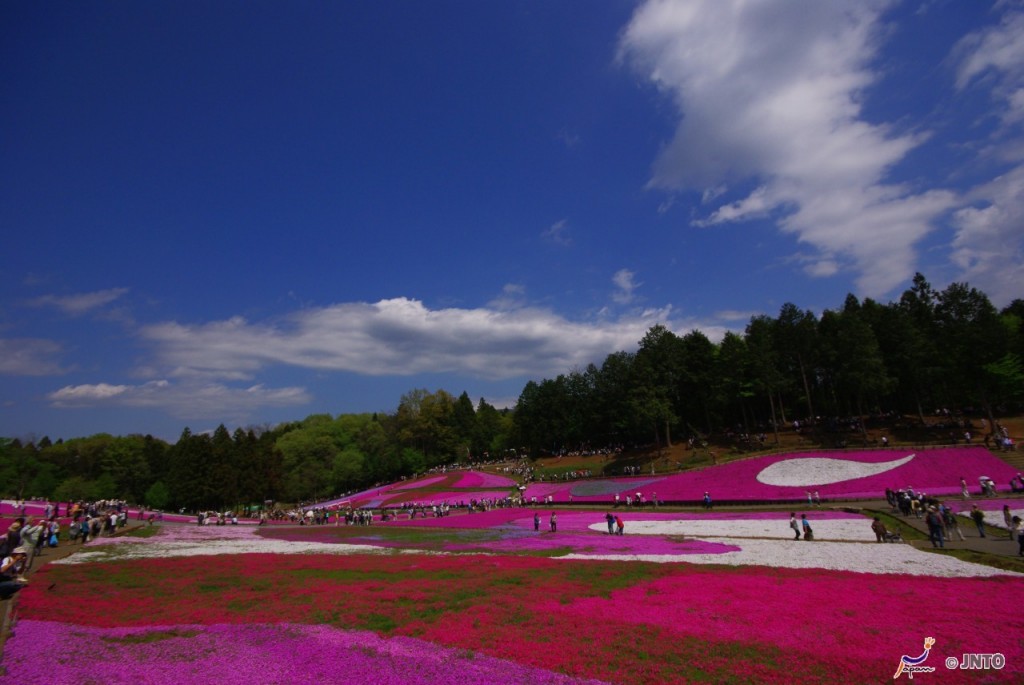 Cerca de 250 mil flores enfeitam os cerca de 16 quilômetros quadrados do parque Hitsujiyama Koen, localizado em Chichibu. Foto: Yasufumi Nishi© JNTO