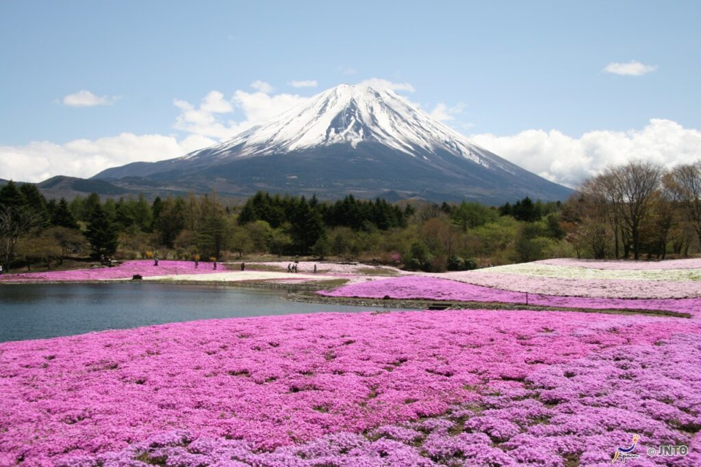 Vista do Festival Fuji Shibazakura, que acontece de abril a maio, em Yamanashi