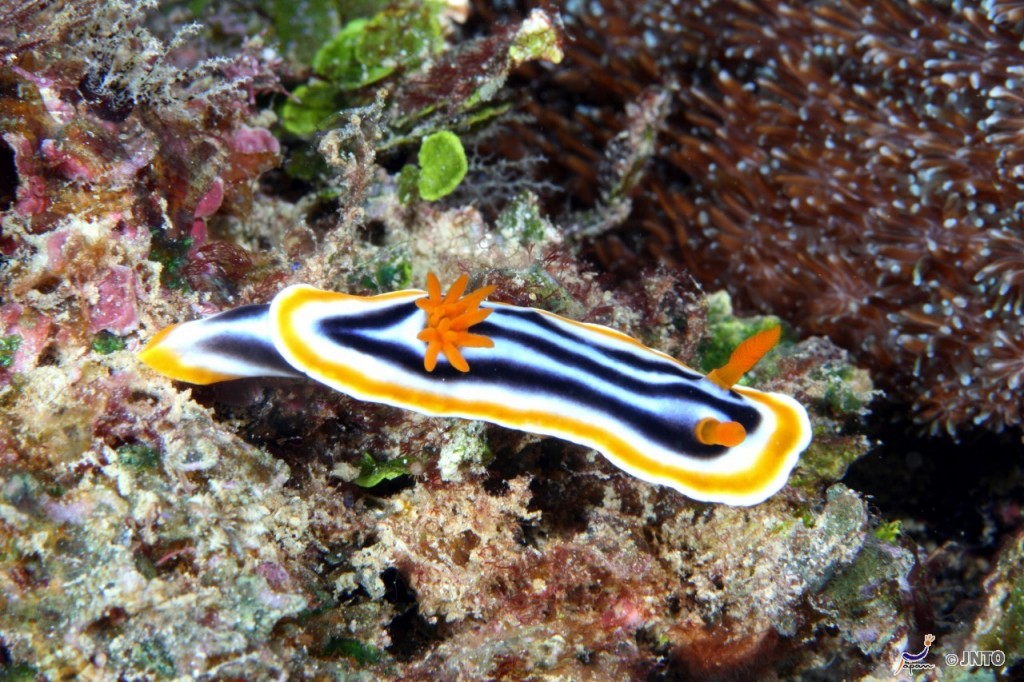 Foto: Klaus Stiefel & Piranha Divers Okinawa©JNTO