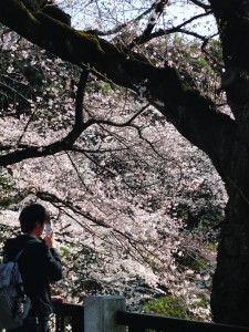 O hanami é praticado no Japão há mais de mil anos
