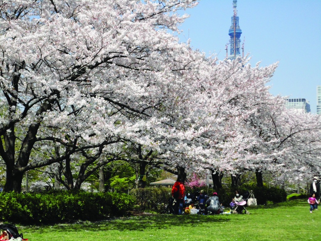 A floração das cerejeiras inicia a temporada de piqueniques nos parques do Japão