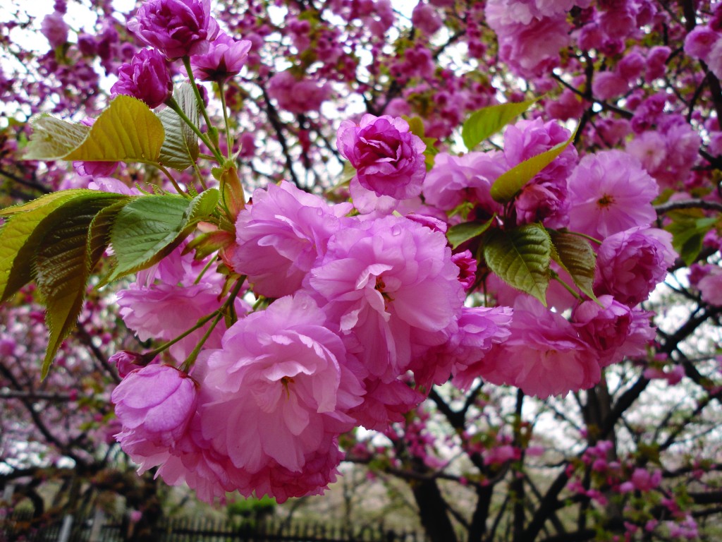 Existem mais de 300 tipos de sakura