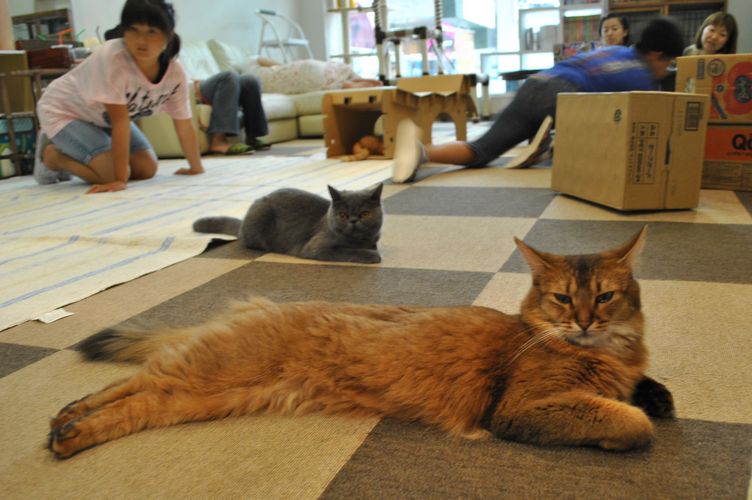 Ron Ron Cafe, em Matsuyama, oferece espaço para fãs de gatos