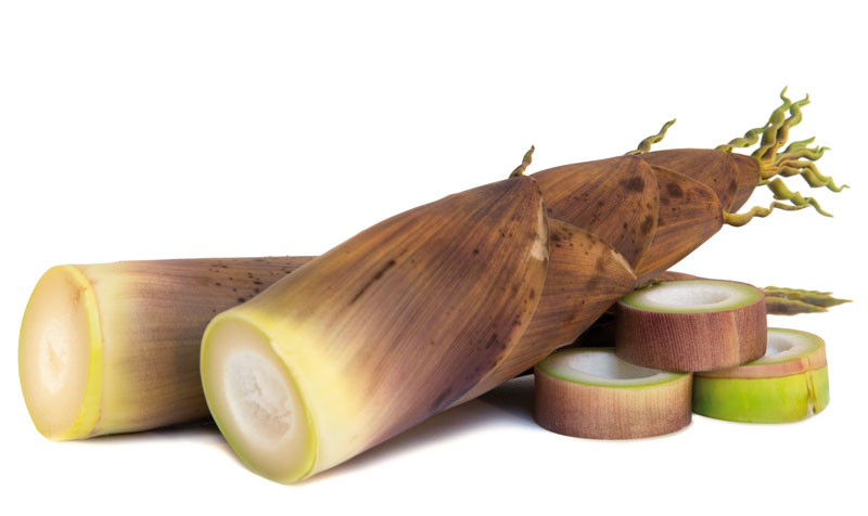 broto_de_bambu_takenoko