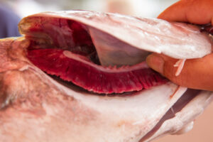 peixes