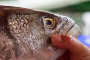 peixes