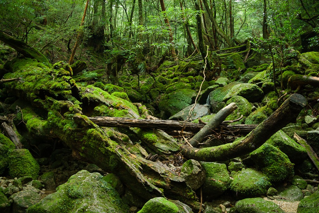 Amamika