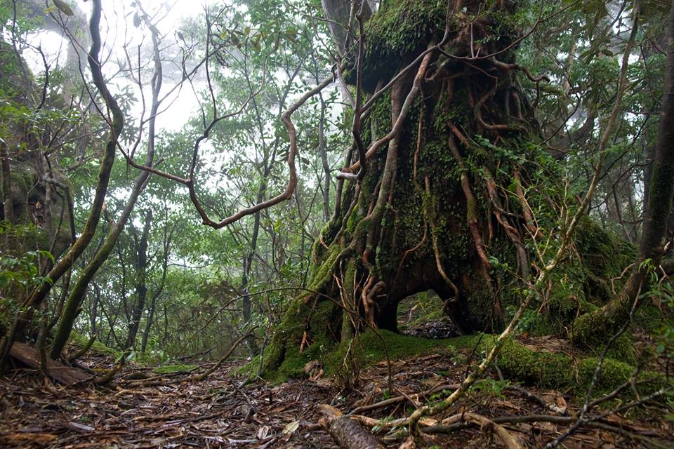 yakushima 3 wikicommons