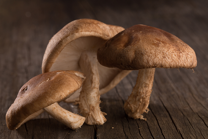 shiitake_img