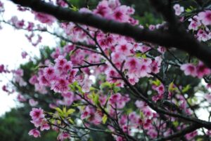 flor-de-cerejeira