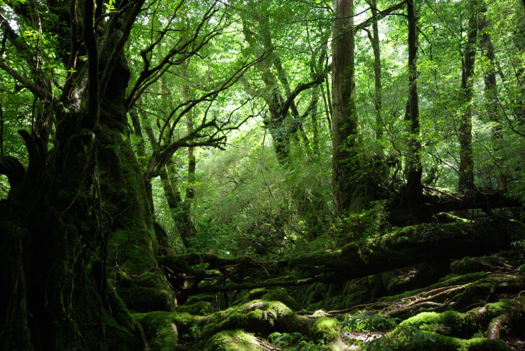 yakushima2