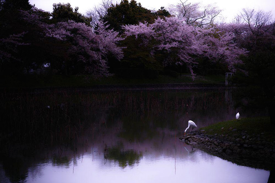 Foto de S. Ohtani em Sagano, Kyoto