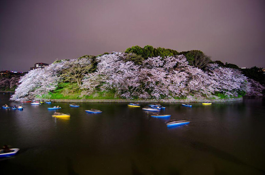 Foto de Totomai Martinez no Parque Chidorigafuchi, Tokyo