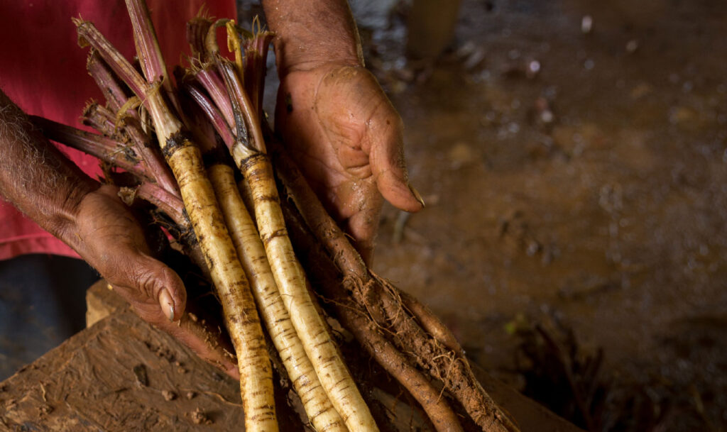 Gobô, a raiz de bardana bardana