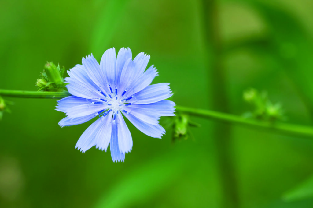 Chicory