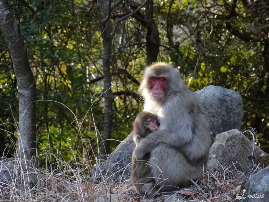 Macaco