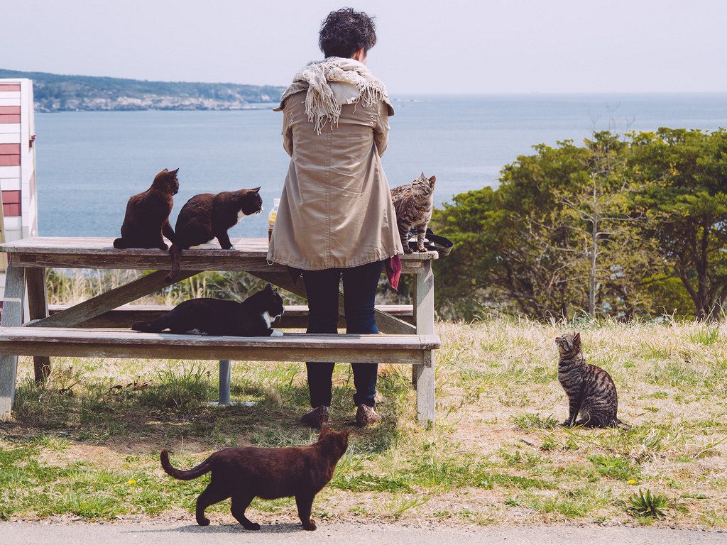 foto por - かがみ～ (via photopin)