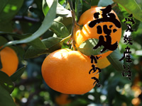 Tangerina de Ehime